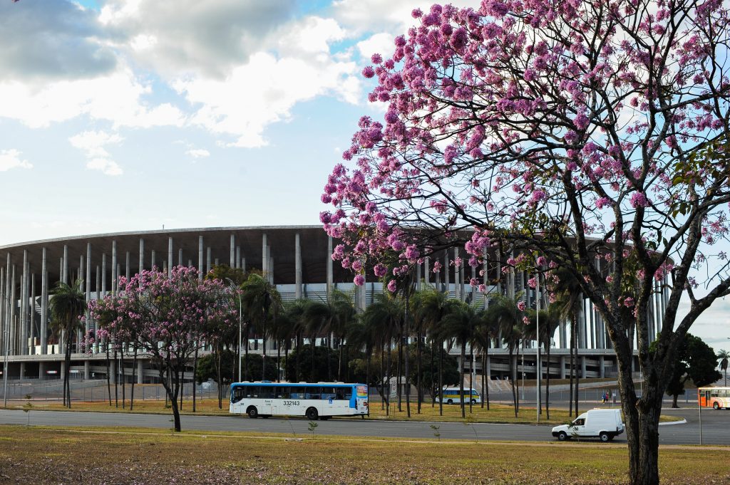 ipe-rosa-brasilia